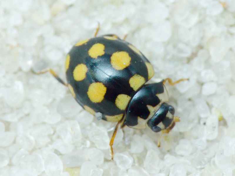 Coccinula quatuordecimpustulata (Linnaeus, 1758)